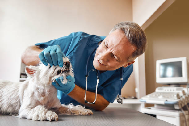Best Emergency Tooth Extraction in Larkfield Wikiup, CA
